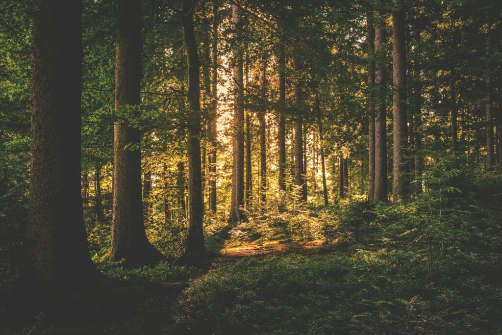 Light barely breaking through the trees in a forest