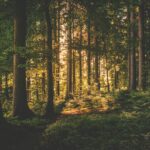 Light barely breaking through the trees in a forest