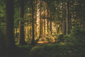 Light barely breaking through the trees in a forest